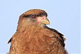 Chimango Caracara